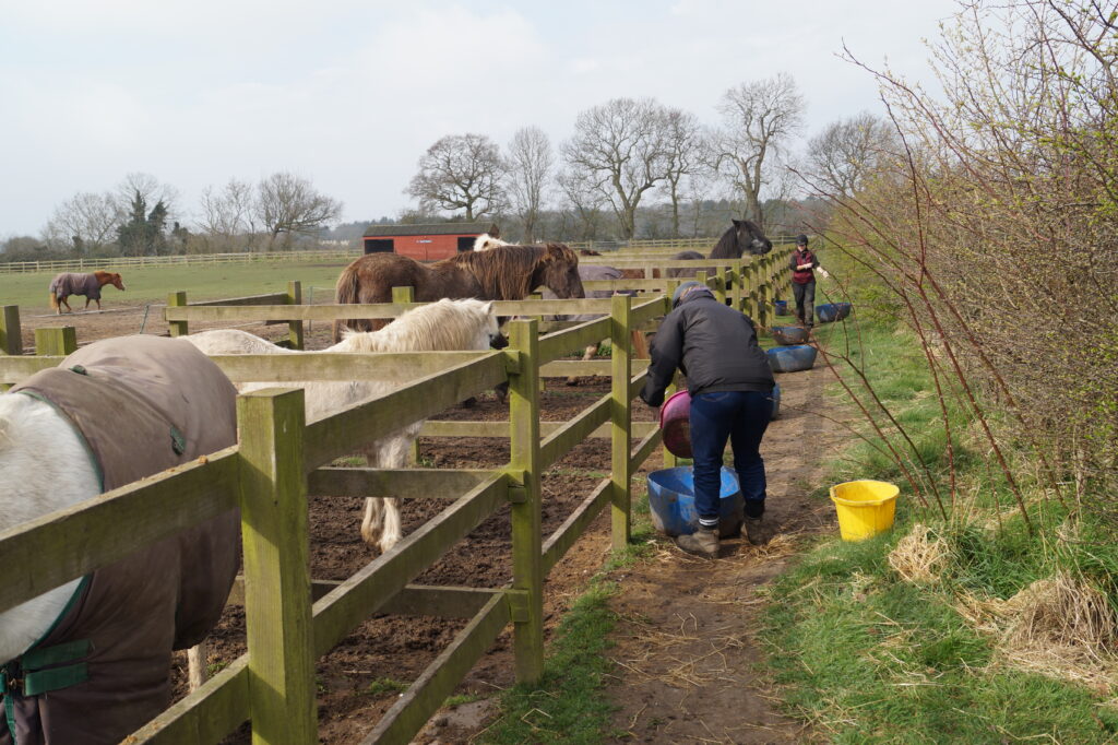 Horses eating in small corral areas. 