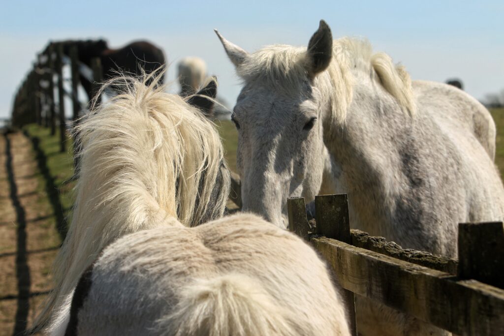Horses touching noses over a fence. 