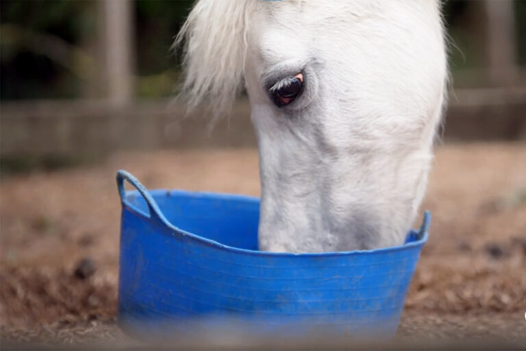 feeding ID horses