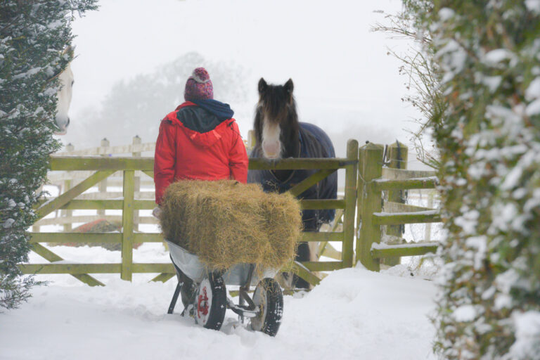 winter horse care hauling hay to horse in field