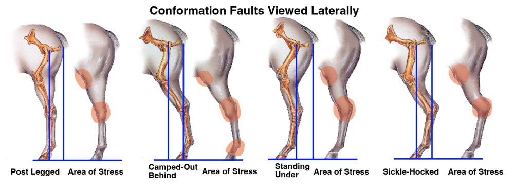 equine hind limb conformation faults viewed laterally