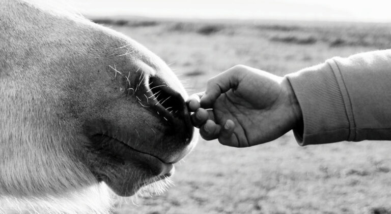 horse human relationship