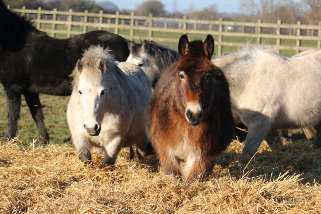 Herd of horses at Redwings Sanctuary. 