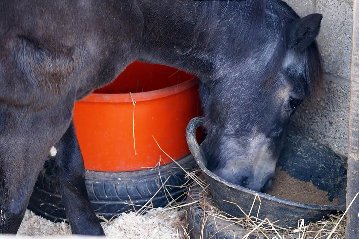 understanding ration balancers