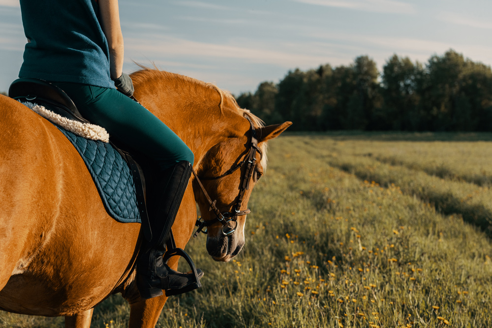 exercise woman riding senior horse