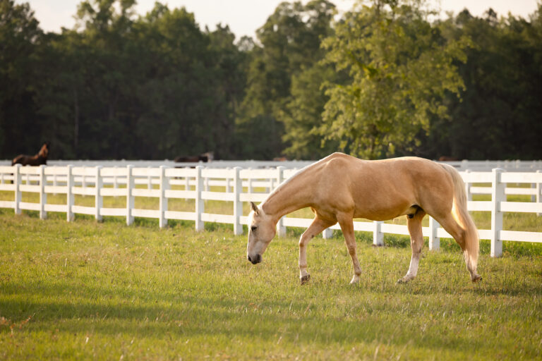 Palomino horse grazing in a pasture with a white fence