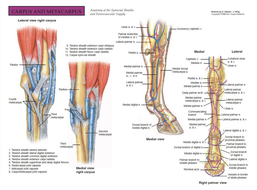 equine carpus and metacarpus illustrations