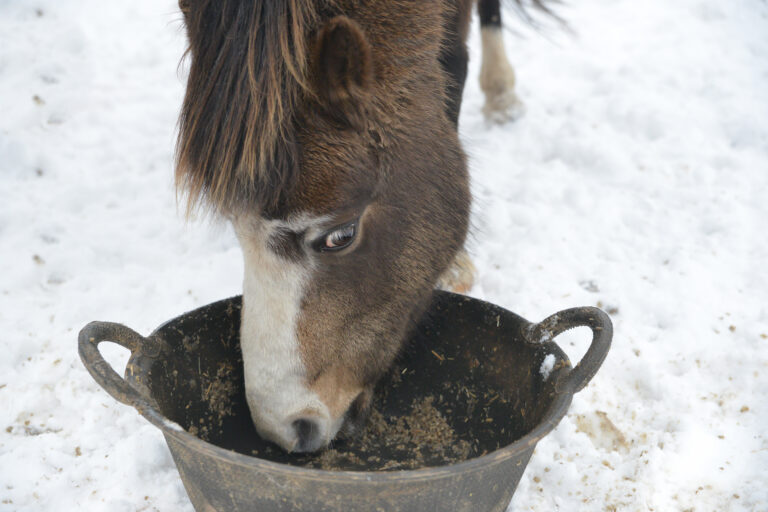 senior horse dental issues eating mash from bucket in snow