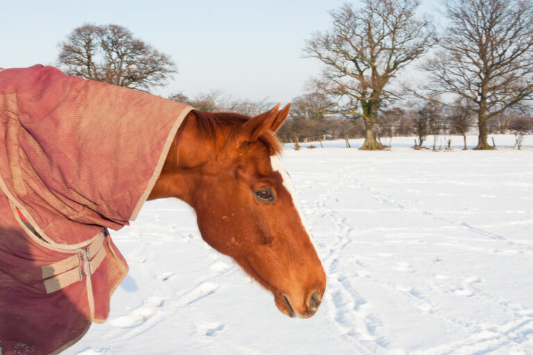 old horse joints with blanket in snow