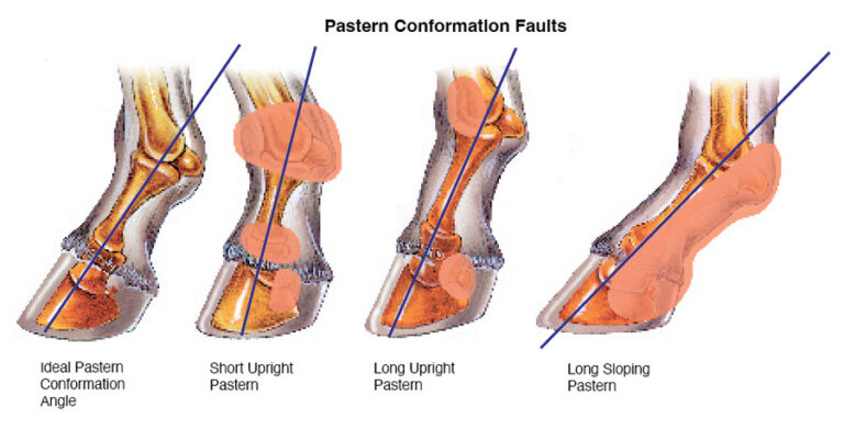 equine pastern conformation faults
