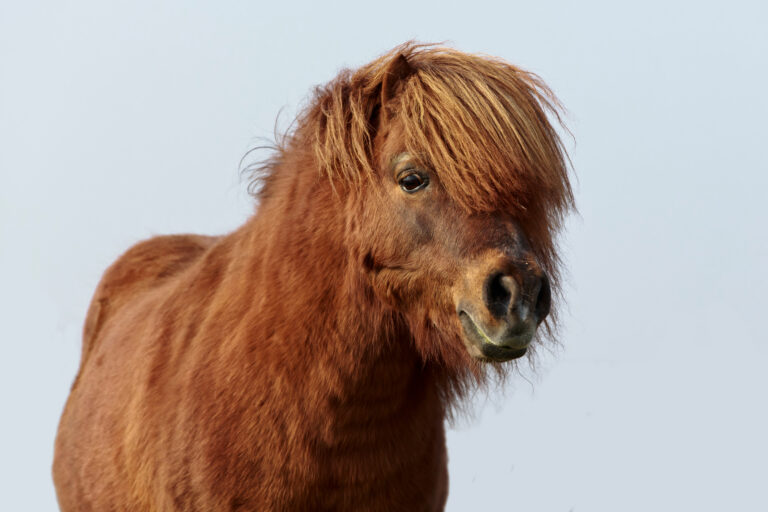 Shetlandhengst