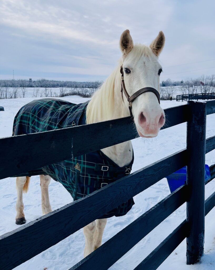 Ghost, a horse at the Kentucky Equine Adoption Center.