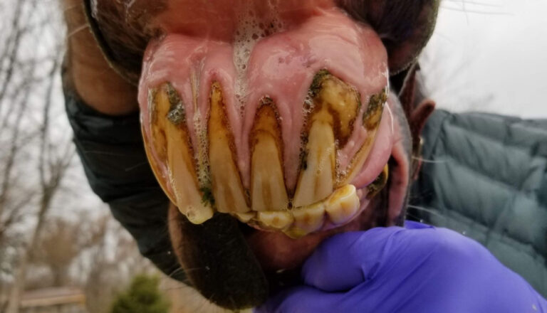 EOTRH horse upper incisors