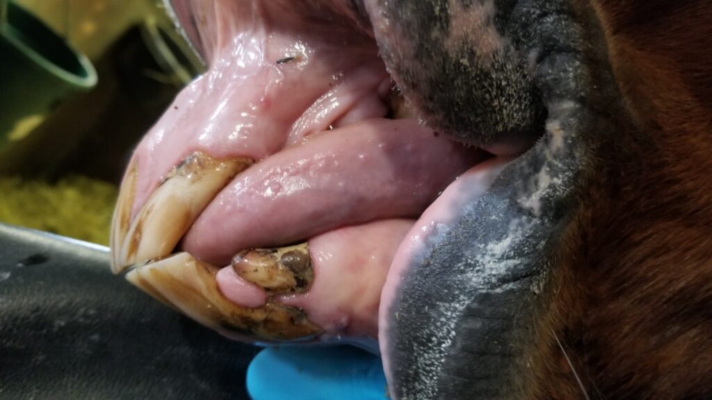EOTRH horse gingival recession and tartar