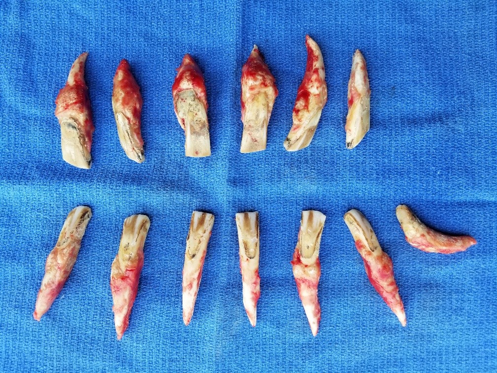 EOTRH horse removed incisors and one canine