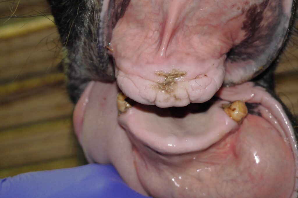 EORTH horse healed after incisors removed