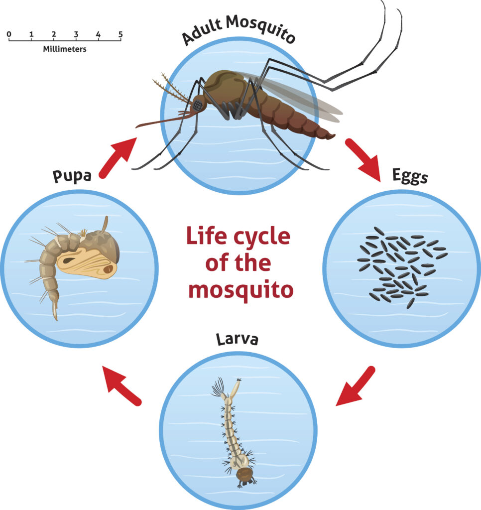 West Nile virus mosquito life cycle
