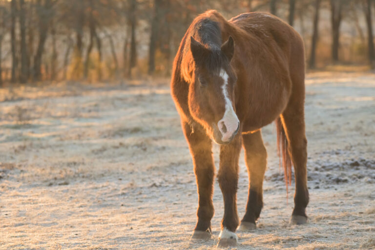 A very old Arabian horse in snowy pasture on a cold winter morning, with sunrise lighting up his breath in the air