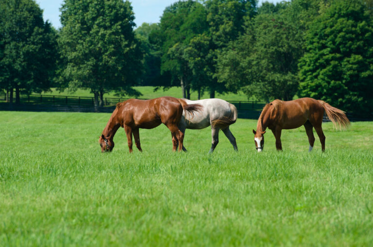 Horses grazing