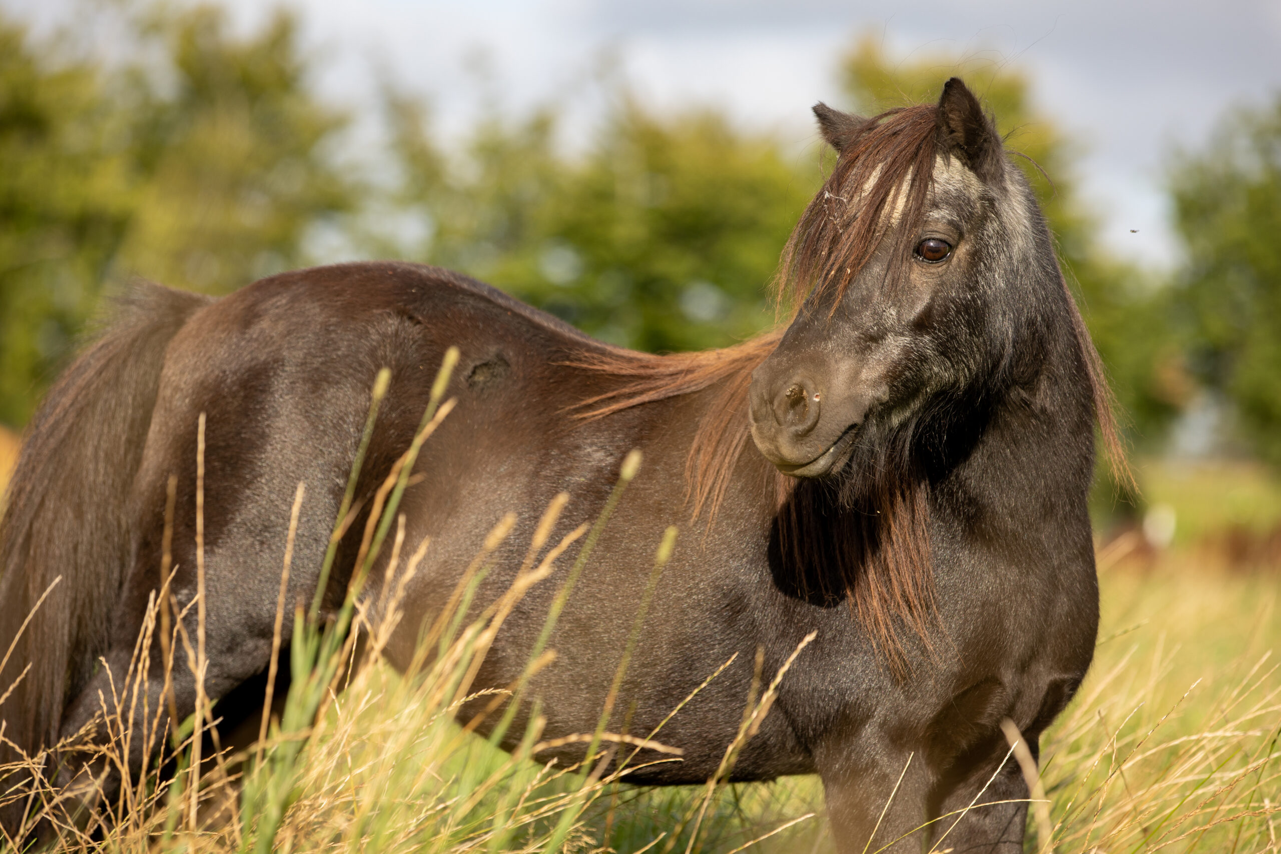 Senior horse on pasture, representing EMS.