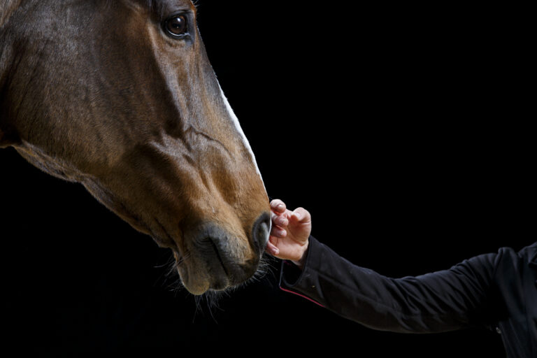 Hand stroking horse