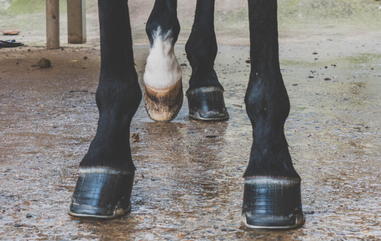 Low Section Of Horse Standing On Wet Street