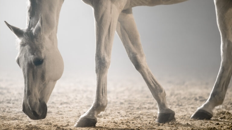 White horse walking in riding hall