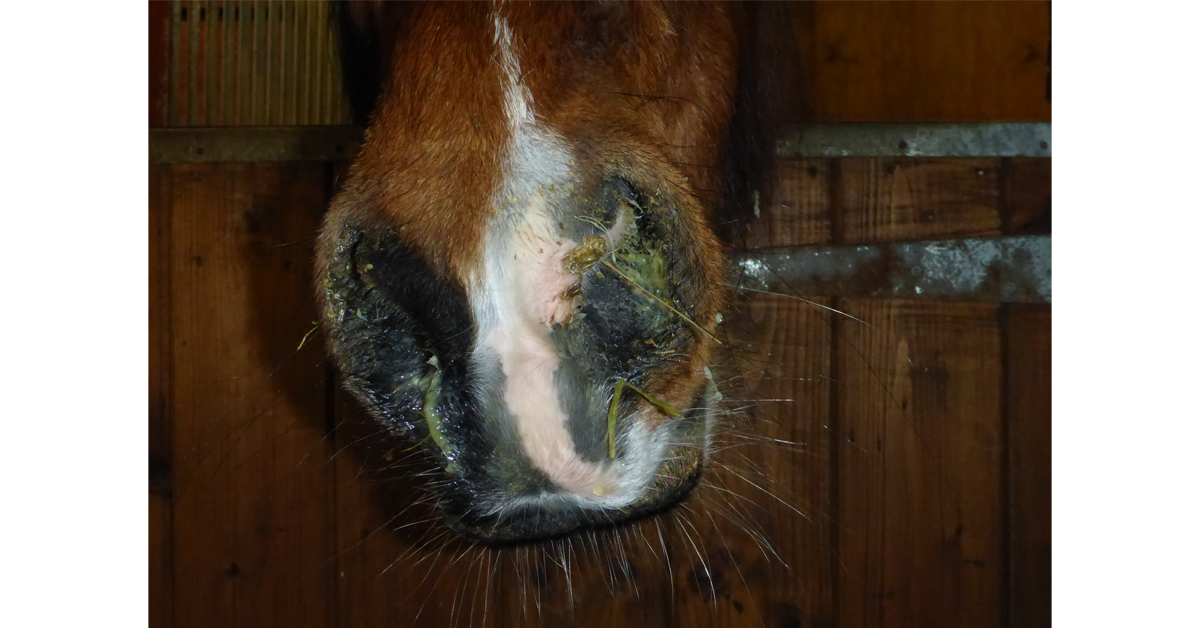 Strangles nasal discharge