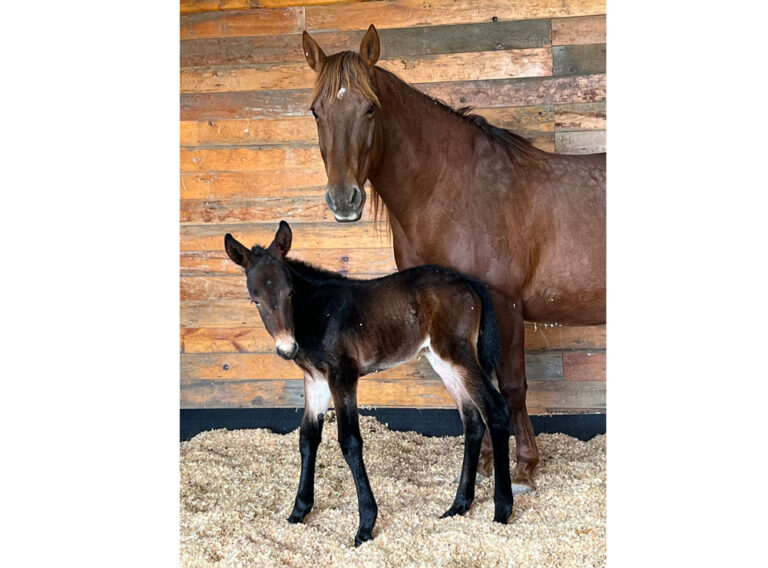 senior mare and foal