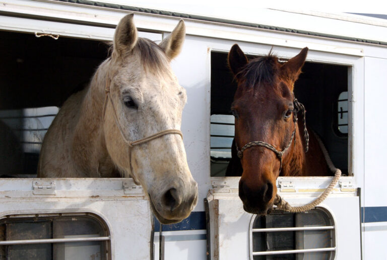 travel stress senior and young horse in trailer