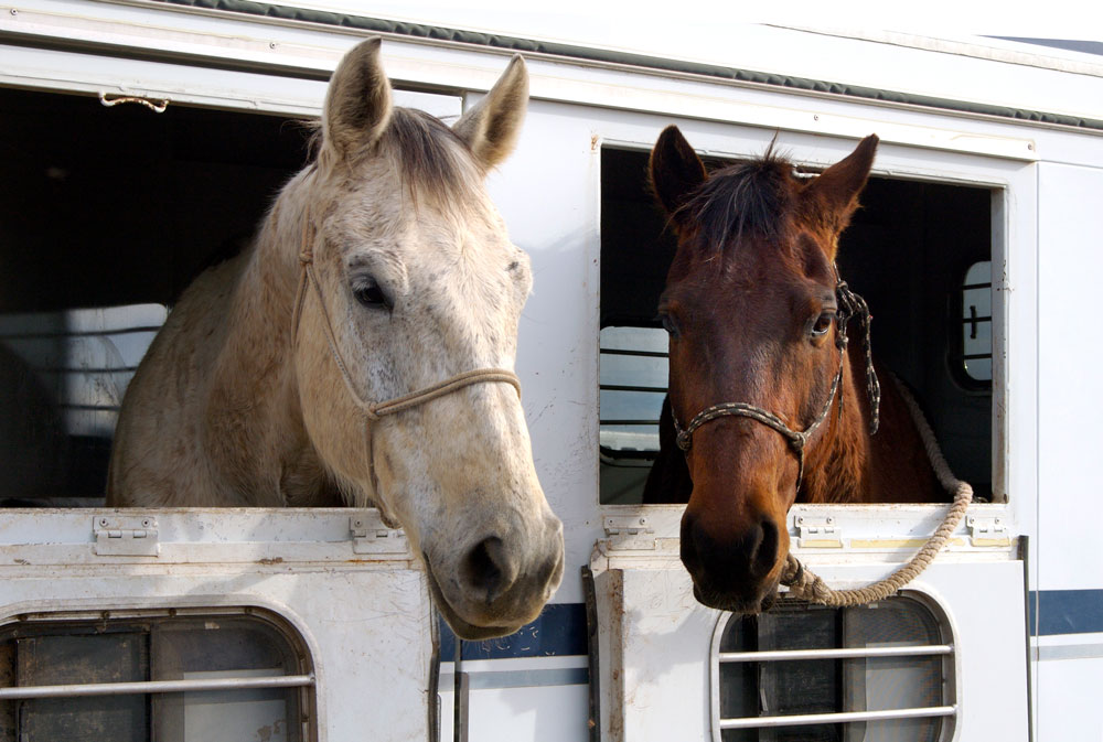travel stress senior and young horse in trailer