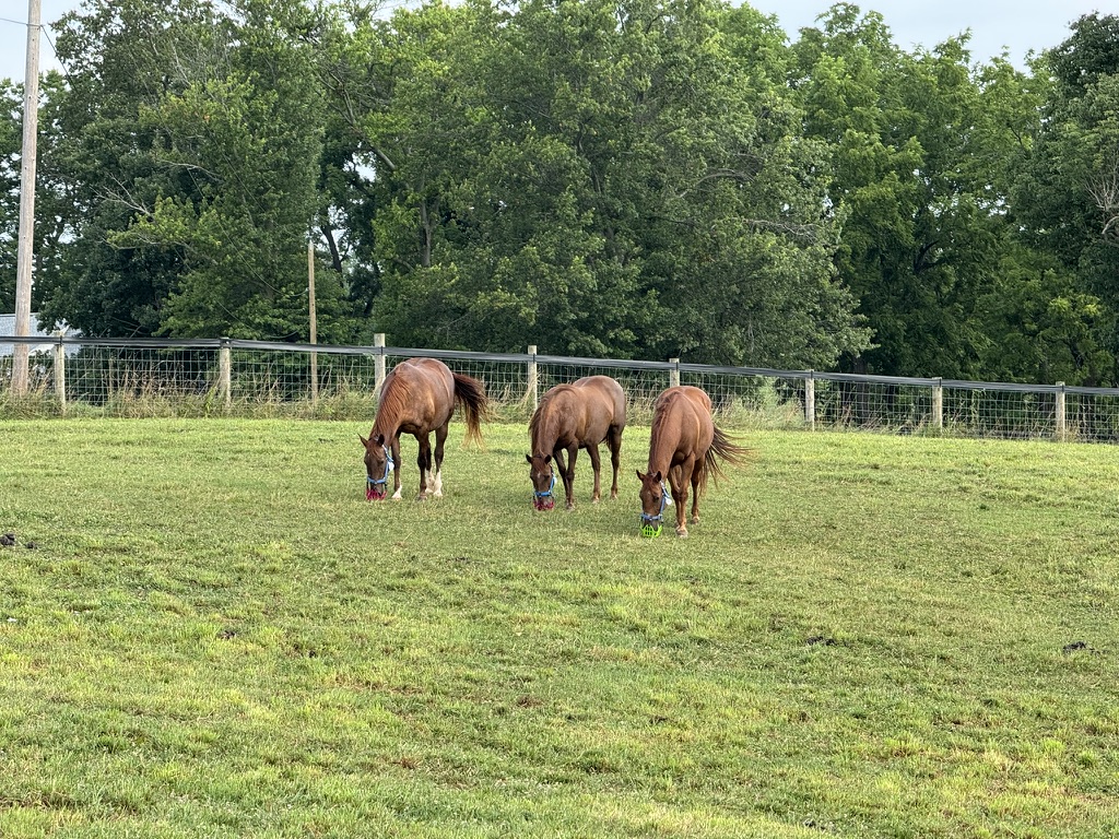 insulin dysregulation horse research
