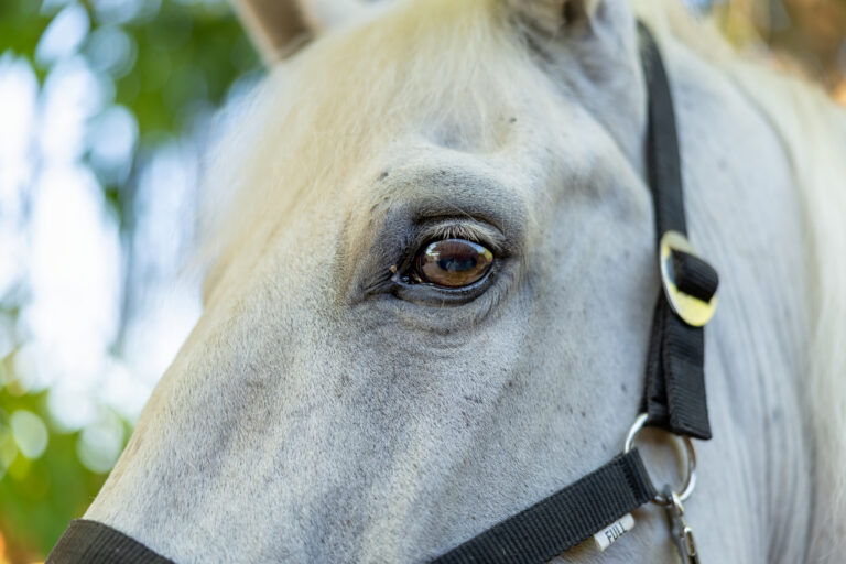 Horse's soft gaze expressing profound connection, highlighting mutual trust and understanding developed through patient equine training and compassionate interaction