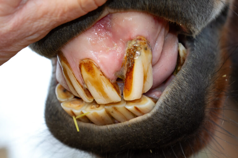 Horse With Dental Disease