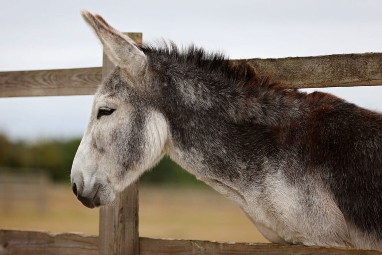 Handsome donkey smaller