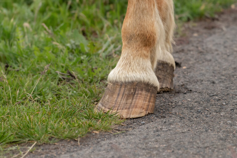 horse hoof laminitis