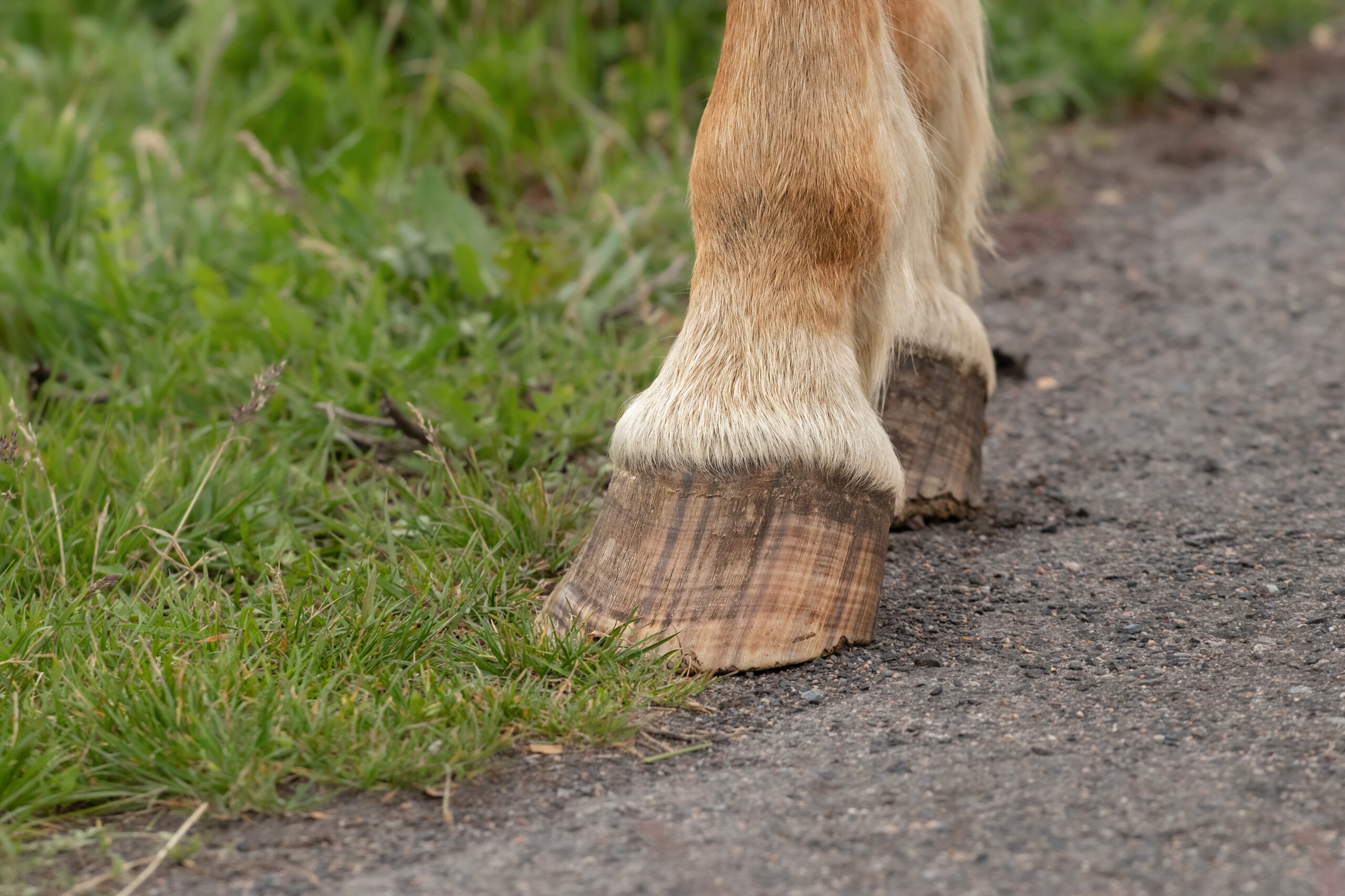 horse hoof laminitis