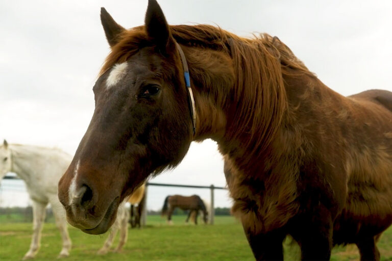 2 senior herd PPID horse