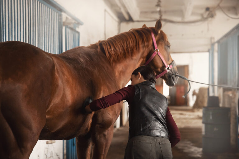 Women grooming her horse in the stable.
