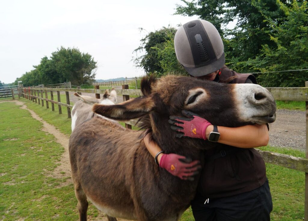 Human cuddling with donkey.