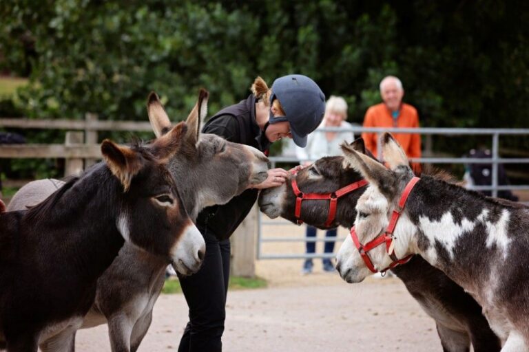 Donkeys and visitors Aylsham smaller