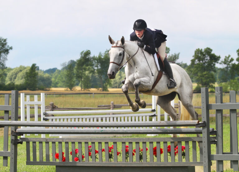 Horse jumping in a horse show.