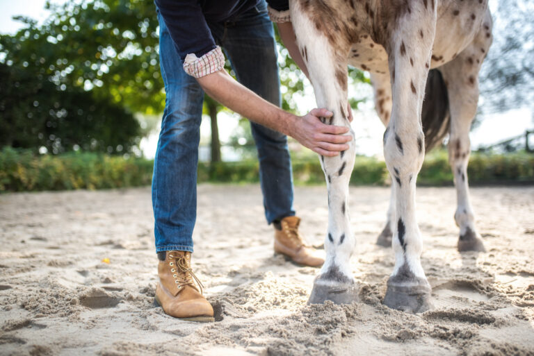Horse owner touching their horse's knee to gauge osteoarthritis pain.
