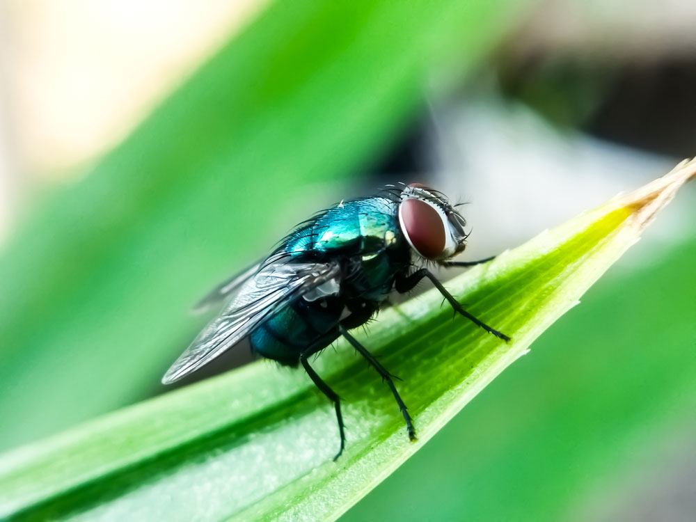 New World screwworm fly Cochliomya hominivorax