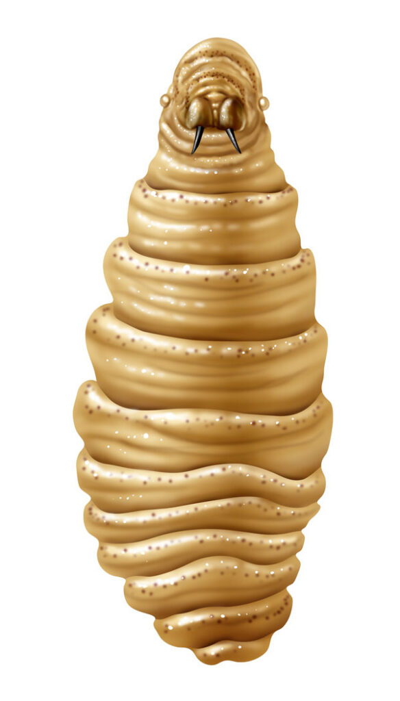 New World screwworm larvae