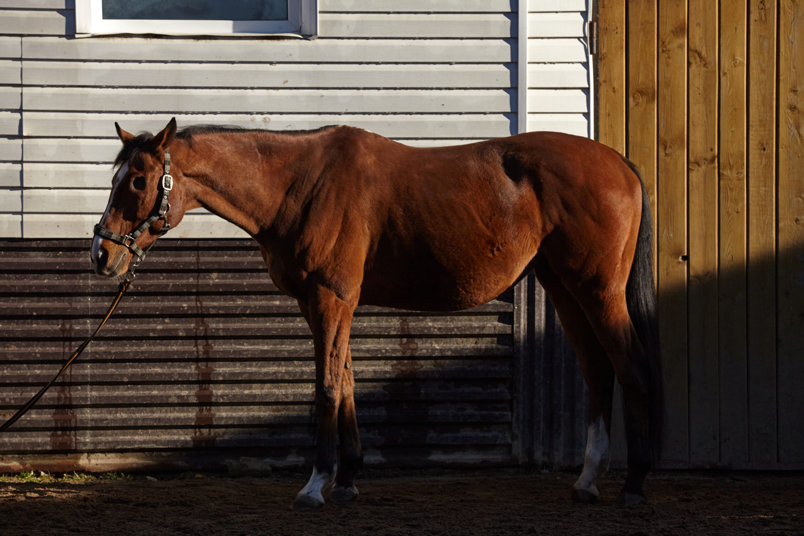horse vision blind horse enucleation