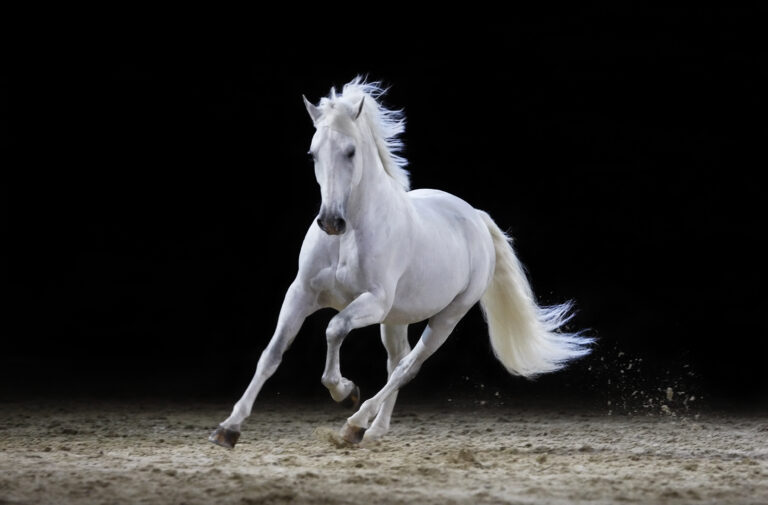 gray stallion dark background