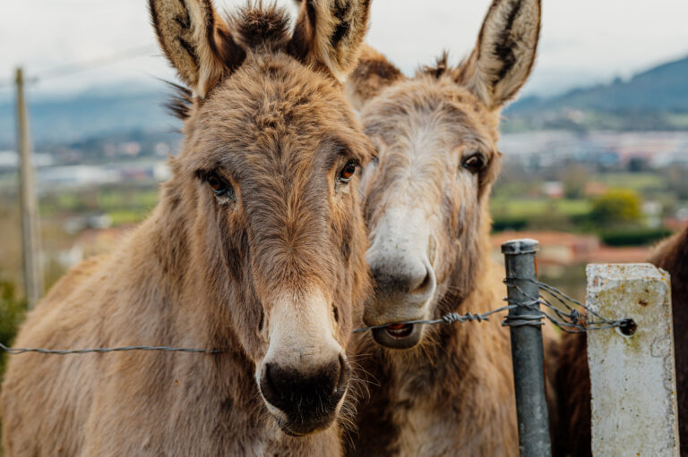 SIRS research two donkeys one older