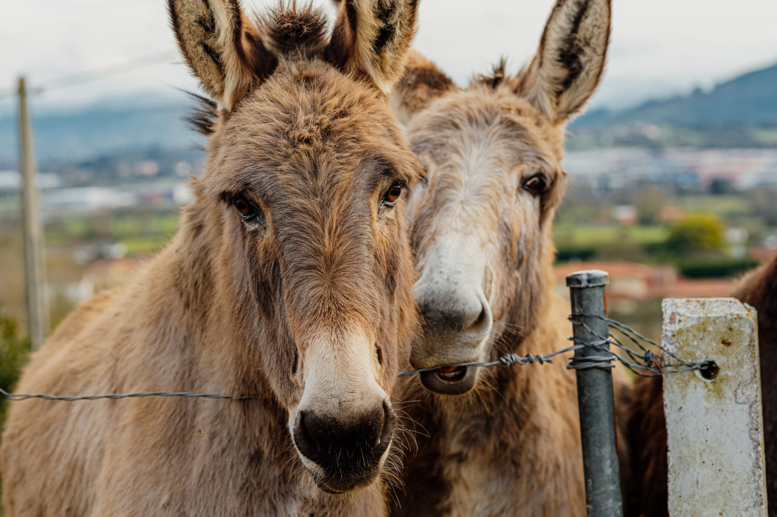 SIRS research two donkeys one older