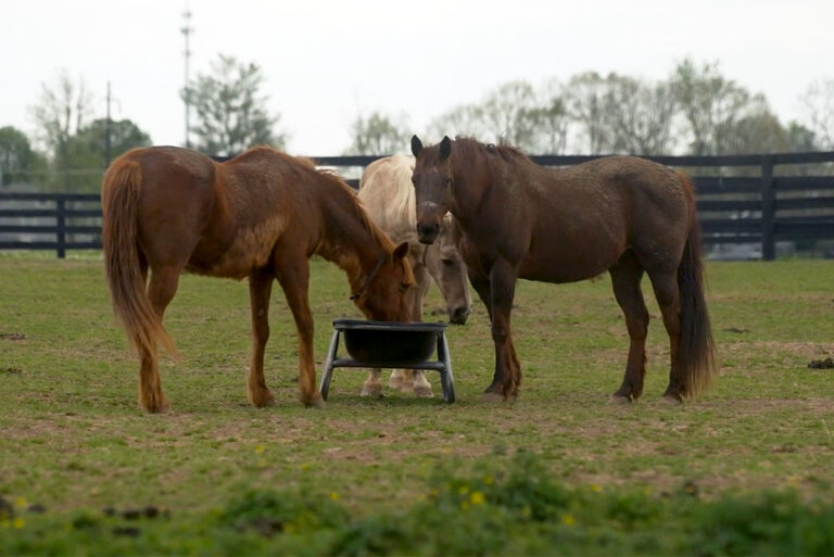 4 feeding easy keepers